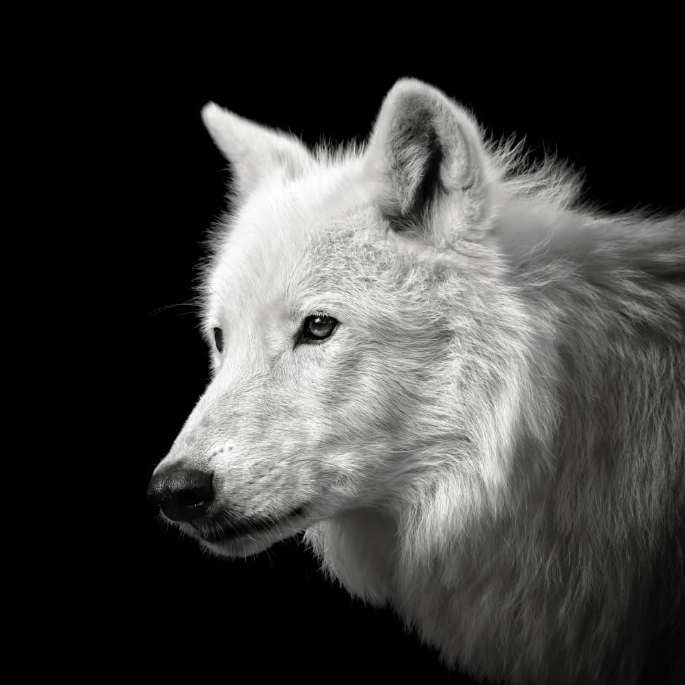 Majestic White Wolf by Christian Meermann — canvas wall art