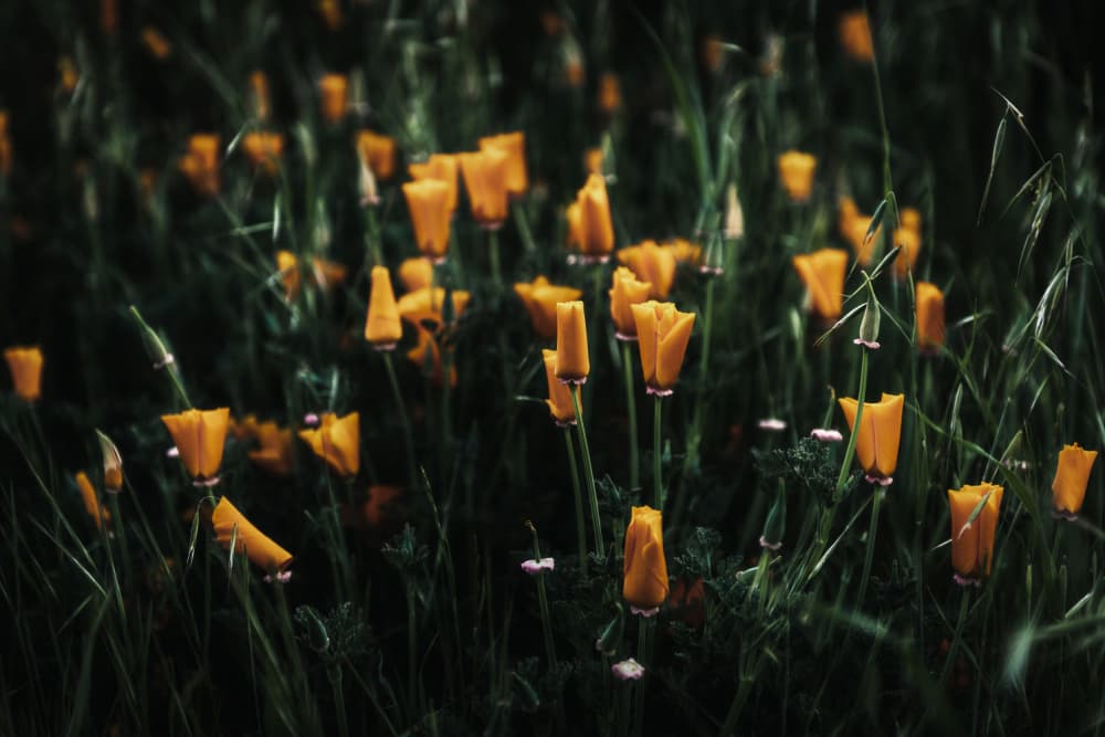 Wild Poppy Meadow by Tim Mossholder — canvas wall art