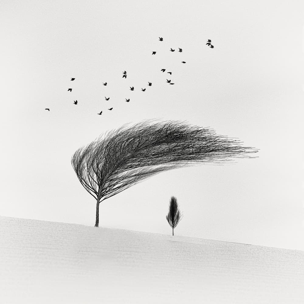 Birds Over Wind Swept Tree by Marchevca Bogdan — canvas wall art