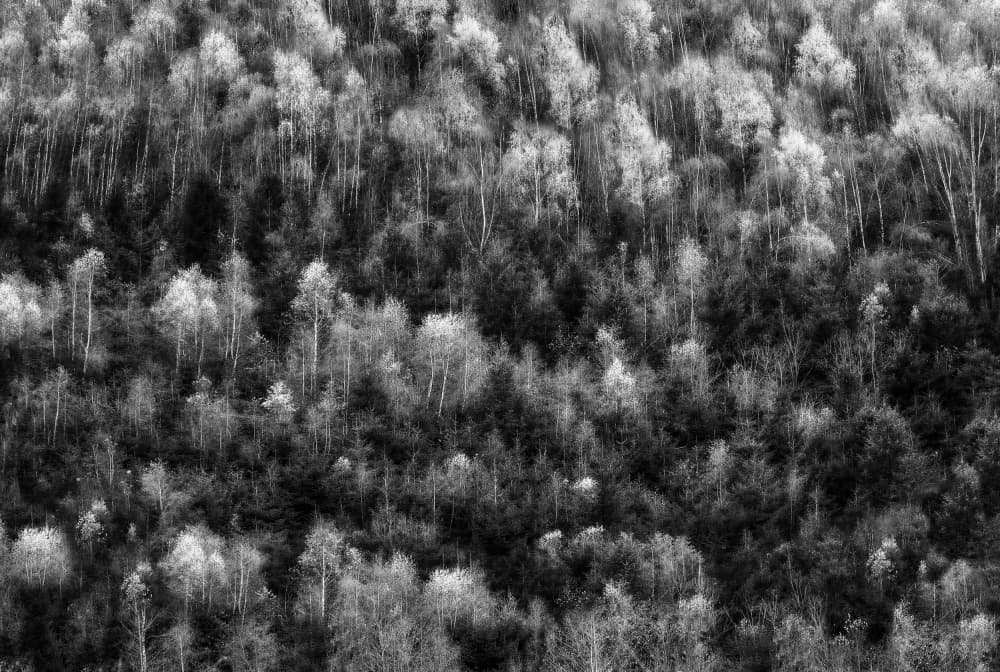 Winter Birch Canopy by Hilde Ghesquiere — canvas wall art