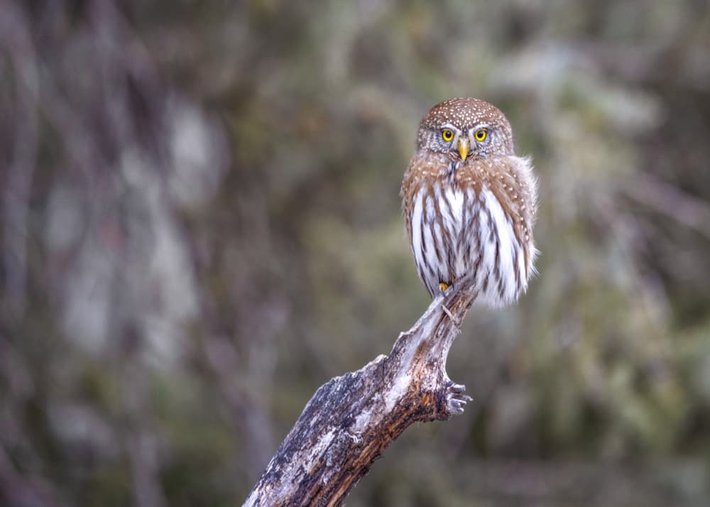 Watchful Pygmy Owl Perched by Li Ying — canvas wall art