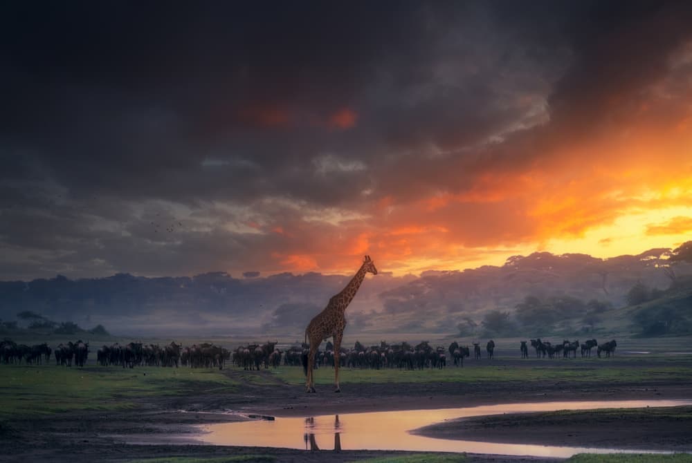 Giraffe Savanna Sunset by joanaduenas — canvas wall art