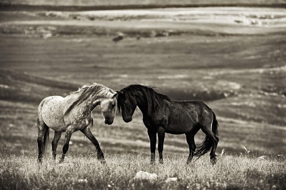 Wild Horses Together by Vedran Vidak — canvas wall art