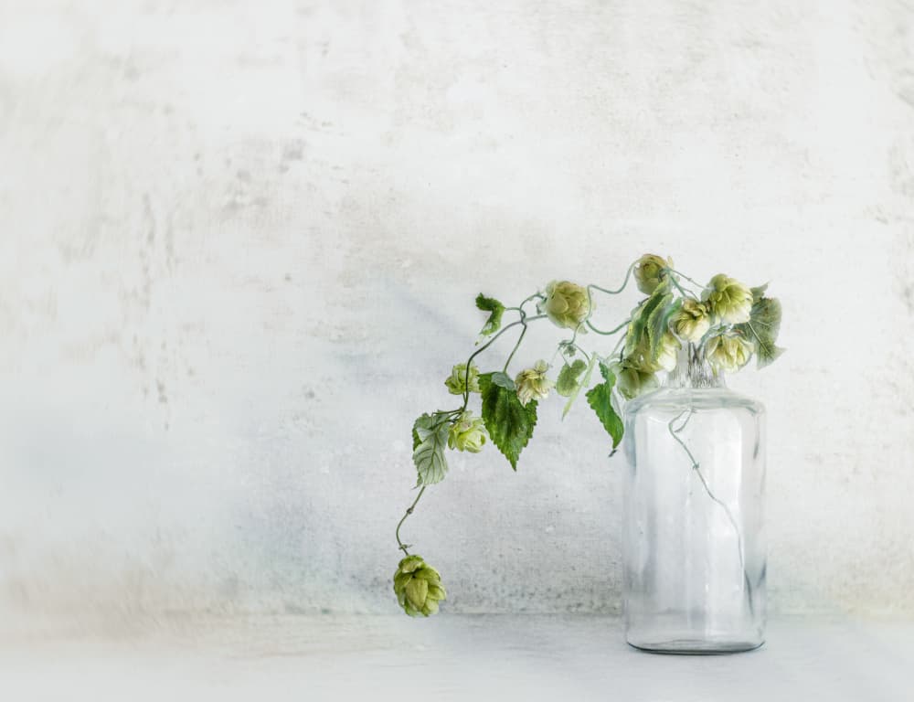 Fresh Hops in Bottle by Marie-anne Stas — canvas wall art