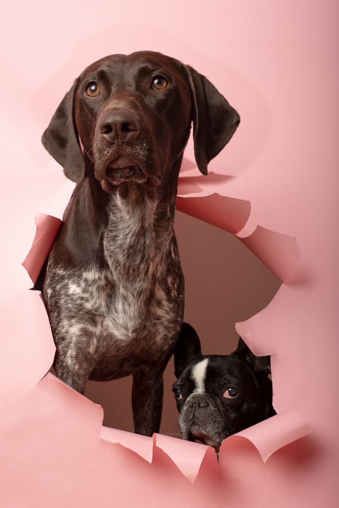 Dogs Peeking Through Pink by Raluca Arhire — canvas wall art