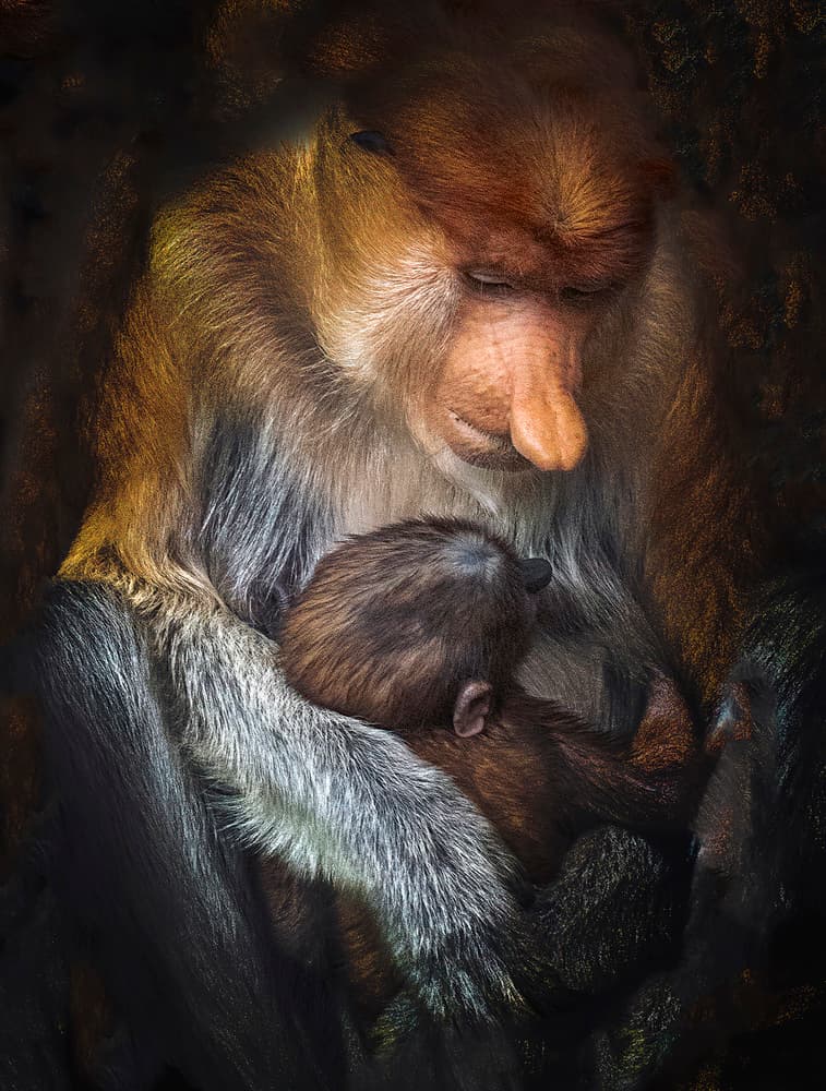 Proboscis Mother Love by Antonyus Bunjamin (Abe) — canvas wall art