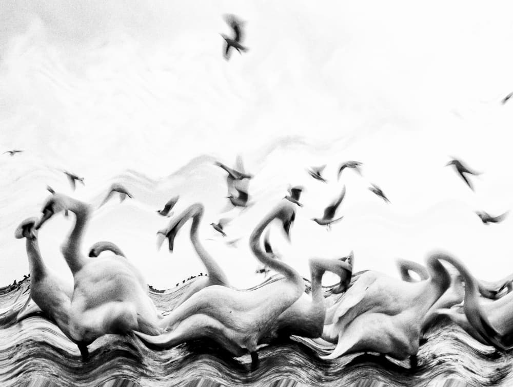 Fluid Black White Swans by Silvia Dinca — canvas wall art