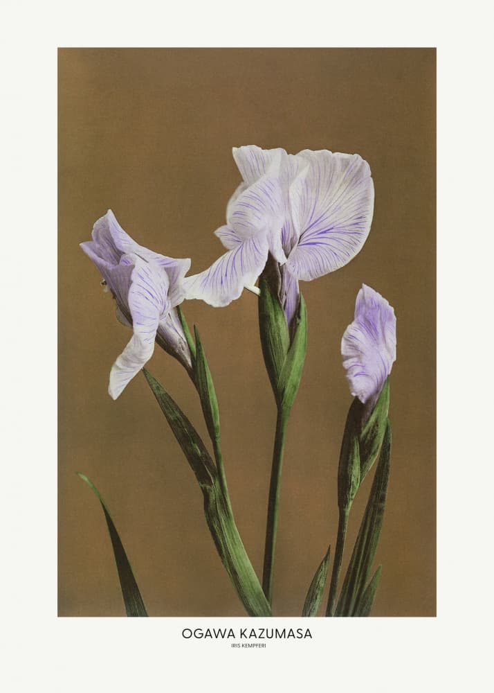 Iris Kempferi By Ogawa Kazumasa by Ogawa Kazumasa — canvas wall art