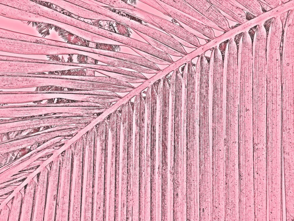 Pink Palm Frond by Santhosh ch — canvas wall art