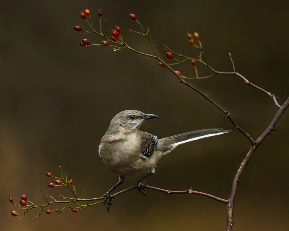 Mockingbird On Berries Branch by Xiao Cai — canvas wall art