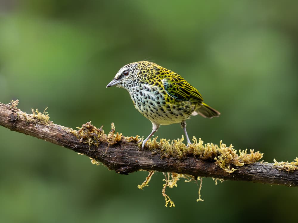 Spotted Green Tropical Bird by JA Ruiz Rivas — canvas wall art