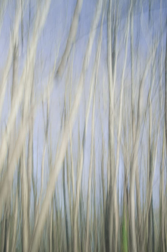 Blurred White Trees by Lynann Colligan — canvas wall art
