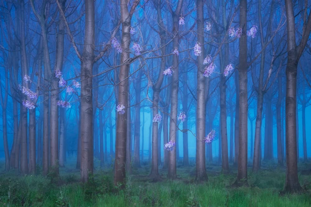 Magical Forest Glow by Jingshu Zhu — canvas wall art