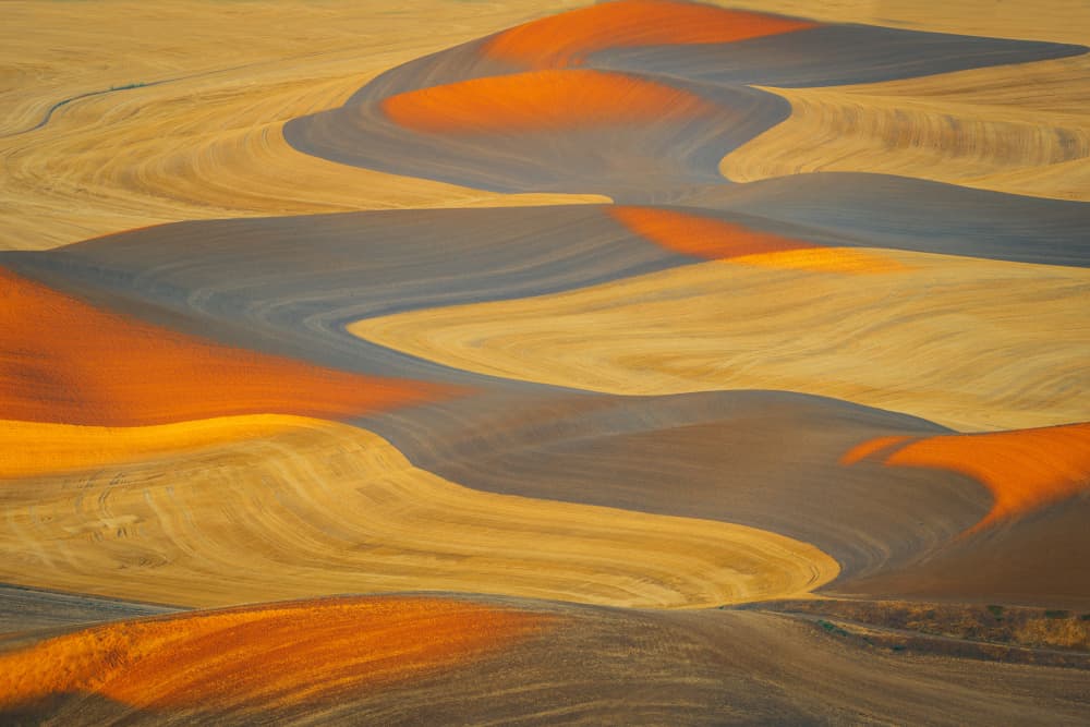 Golden Rolling Fields by Mei Shi — canvas wall art