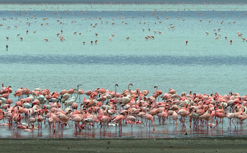 Pink Flamingo Colony by Ugur Erkmen — canvas wall art