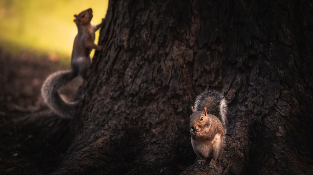 Curious Forest Squirrels by ShutterLore — canvas wall art