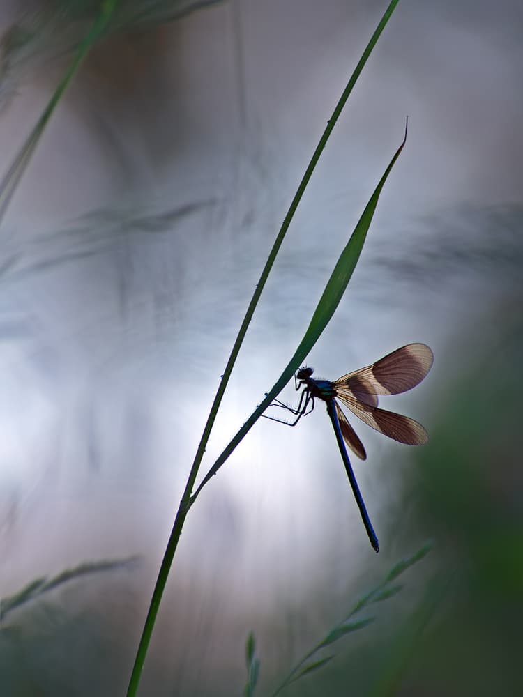Damselfly Silhouette by Maurice Mies — canvas wall art