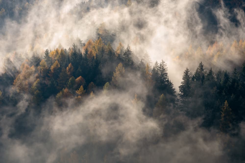 Golden Forest Fog by Marco Galimberti — canvas wall art