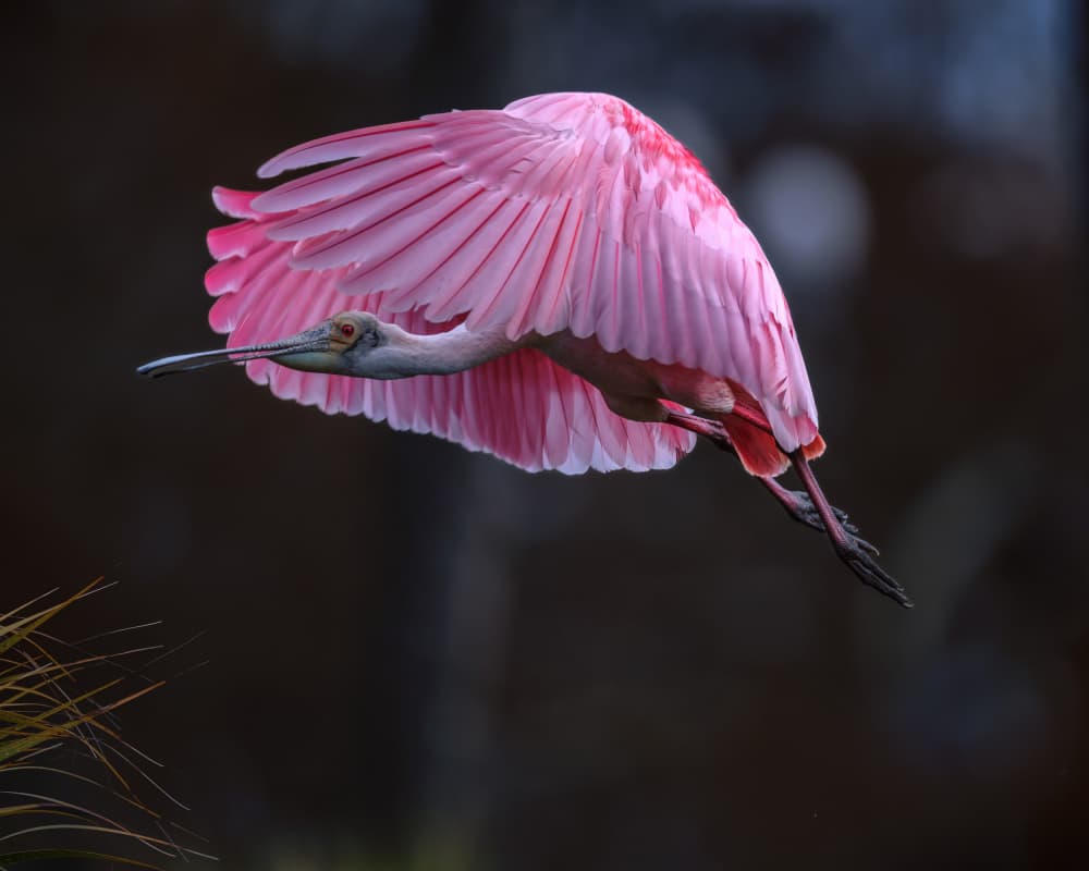 Pink Spoonbill Flight by Deming W — canvas wall art