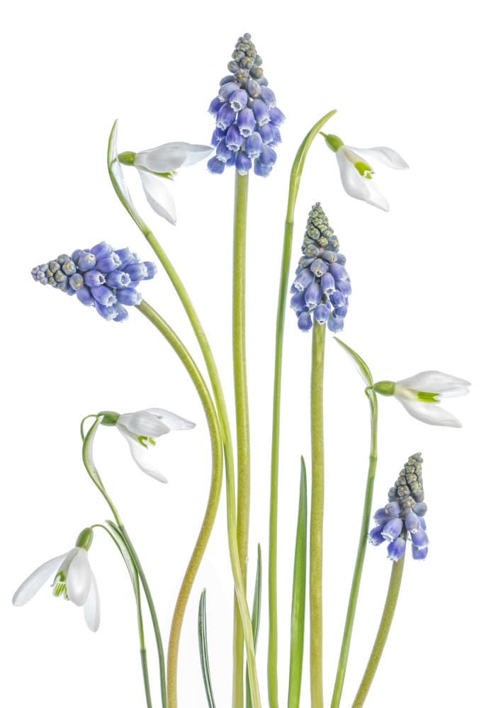 Muscari and Galanthus by Mandy Disher — canvas wall art