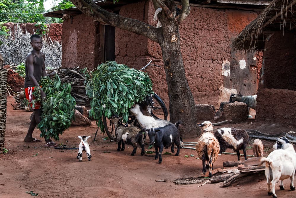 Village Boy and Goats by Joxe Inazio Kuesta Garmendia — canvas wall art