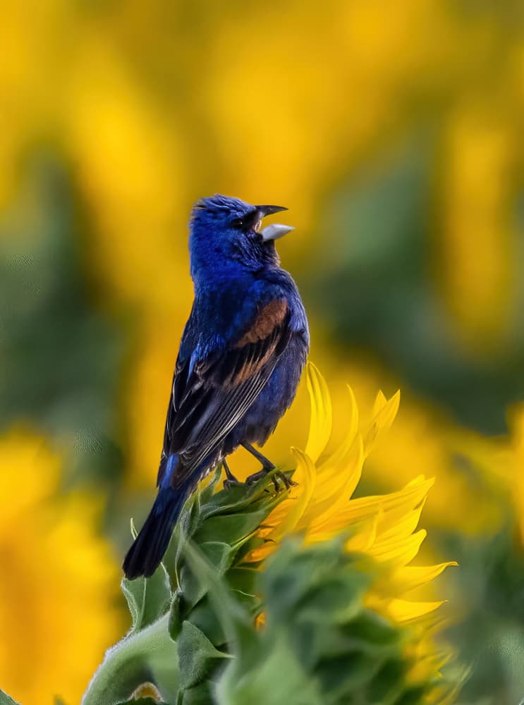 Blue Songbird on Sunflower by DonnaHom APA — canvas wall art