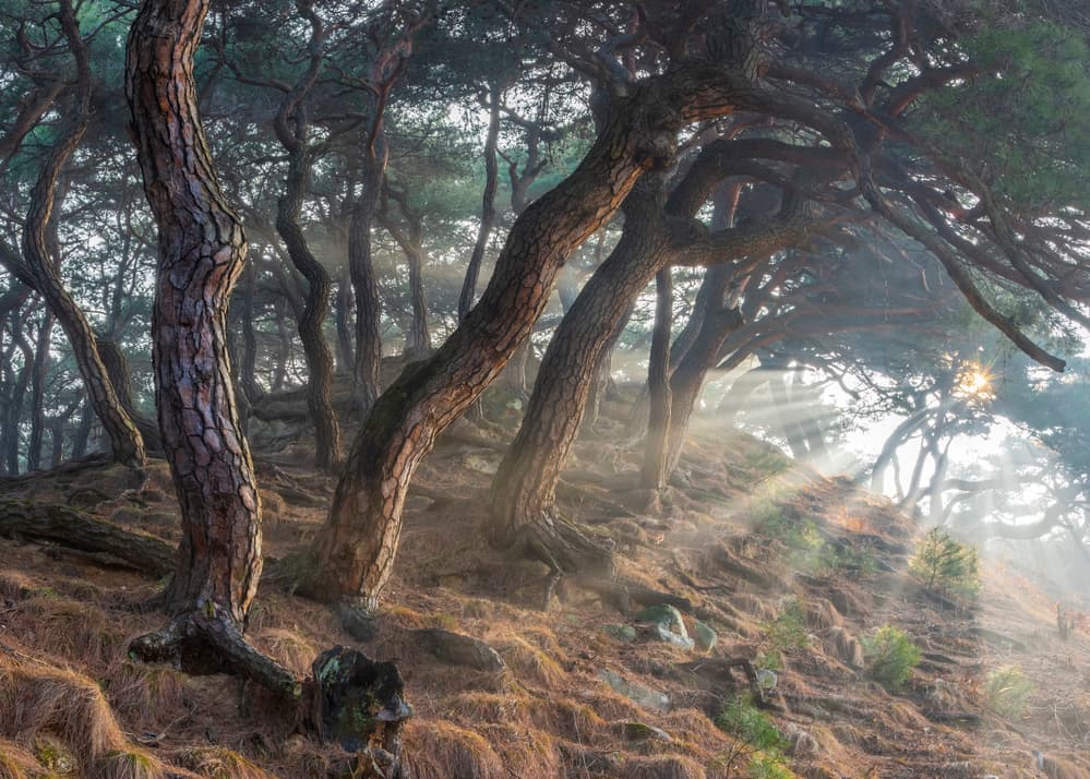 Holy light by Jaeyoun Ryu — canvas wall art