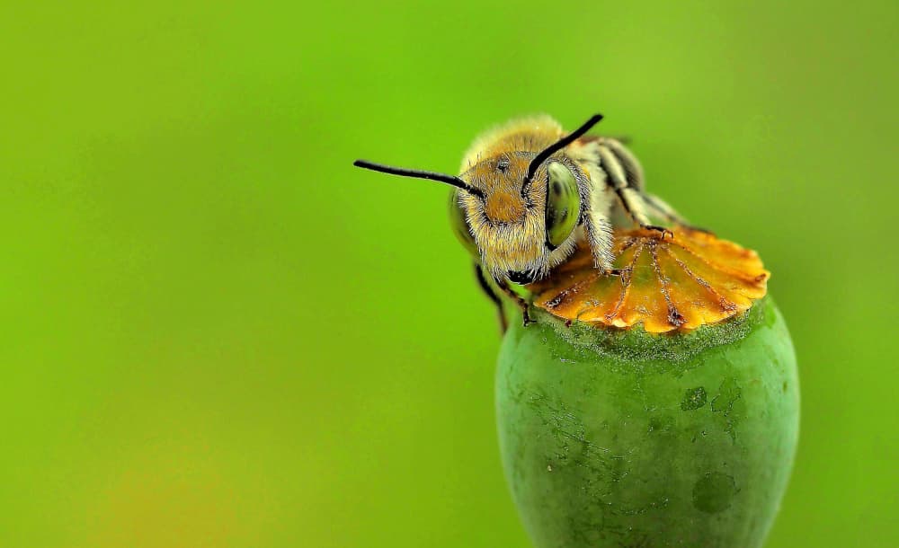 Fuzzy Bee Close Up by Thierry Dufour — canvas wall art