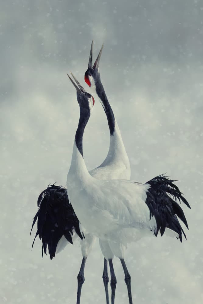 Snowy Crane Dance