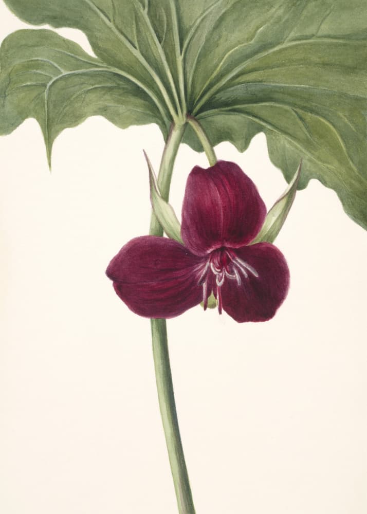 Sweet Trillium by Mary Vaux Walcott — canvas wall art