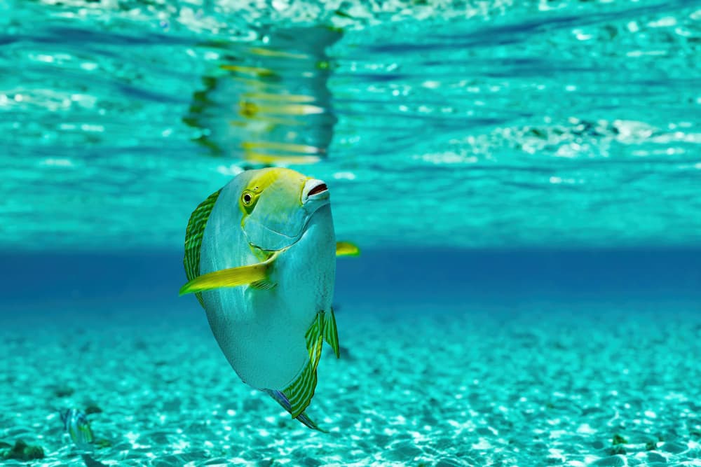 Tropical Fish Reflection by Serge Melesan — canvas wall art