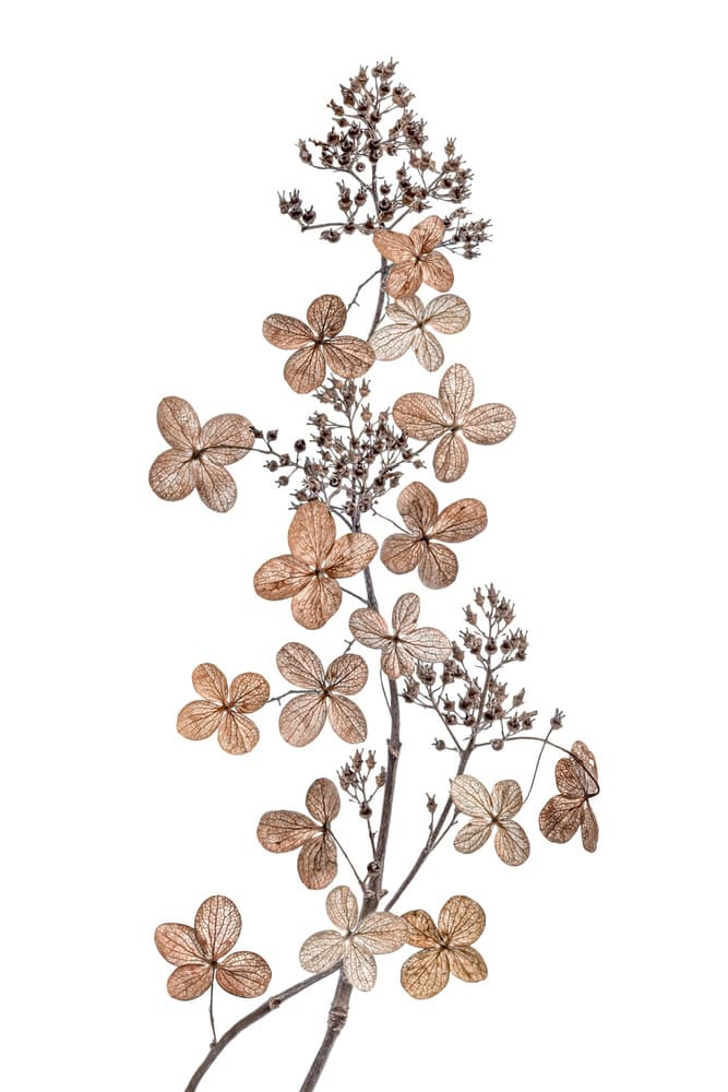Hydrangea Paniculata by Mandy Disher — canvas wall art
