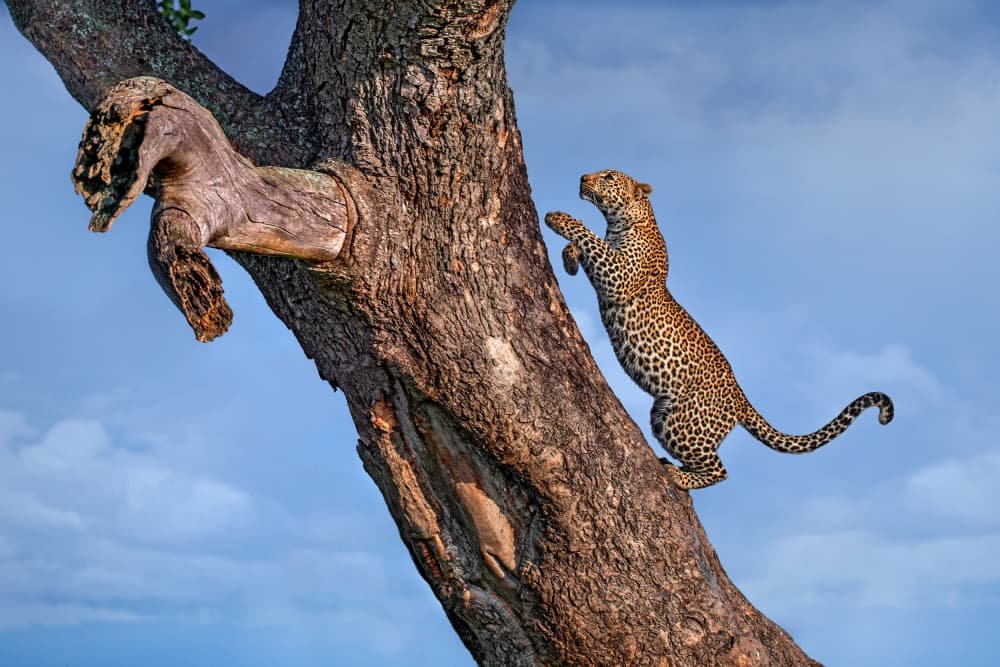 Wild Leopard Ascends Tree by Xavier Ortega — canvas wall art