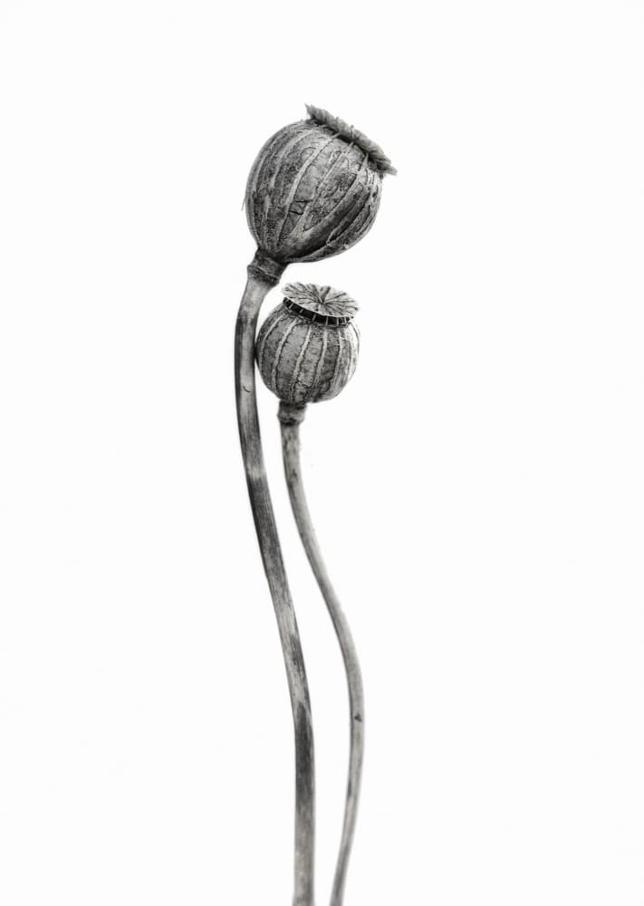 Minimalist Poppy Pods by Lotte Grønkjær — canvas wall art