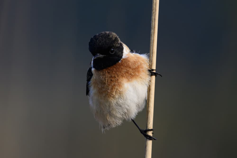Cute Bird on Perch by SAMIR KUMAR SAMANTA — canvas wall art