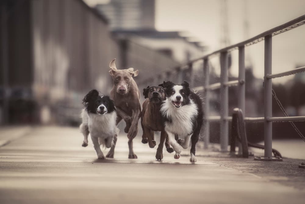 Happy Dogs Running by Heike Willers — canvas wall art