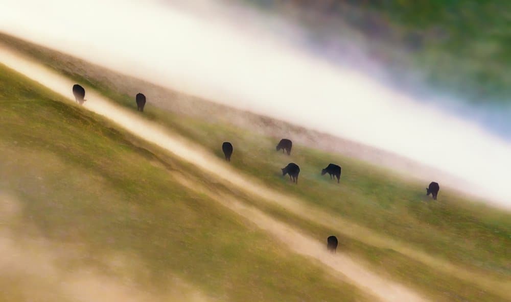 Cattle on Misty Slope by Jenny Qiu — canvas wall art