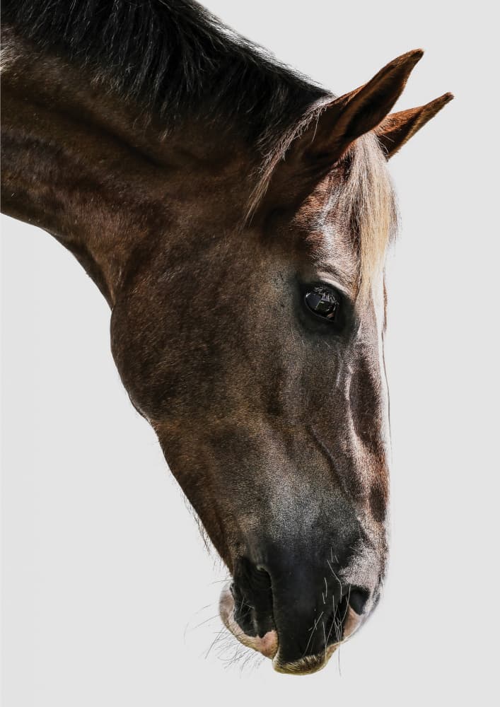 Majestic Equine Gaze by Shot by Clint — canvas wall art