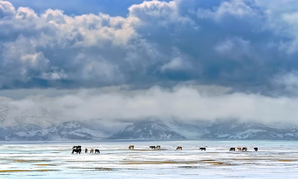Wild Horses Winter Landscape by Hua Zhu — canvas wall art