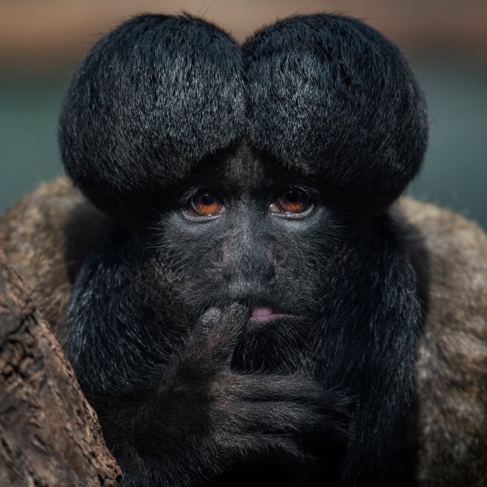 Thoughtful Saki Monkey by Mathilde Guillemot — canvas wall art