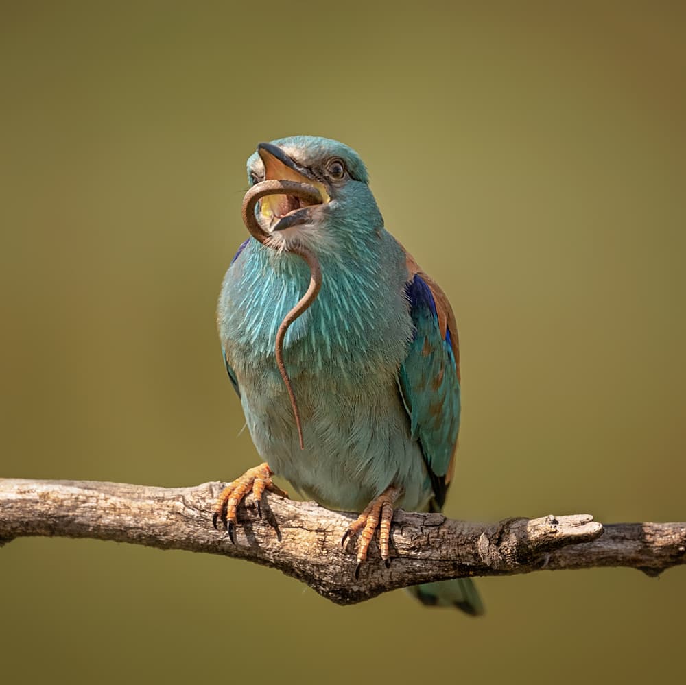 Blue Roller's Catch by Annie Poreider — canvas wall art