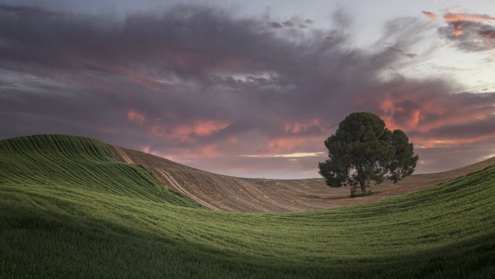 Rolling Fields Sunset Tree by Lucia Gamez — canvas wall art