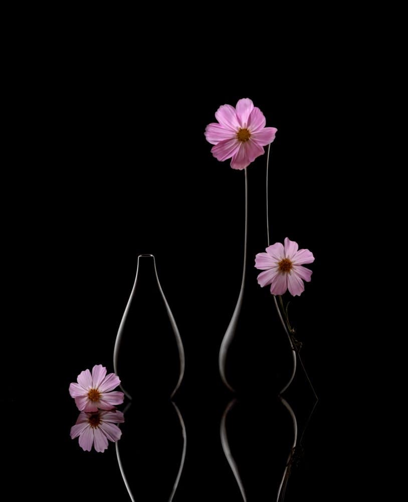 Elegant Cosmos Still Life by Jasmine Suo — canvas wall art