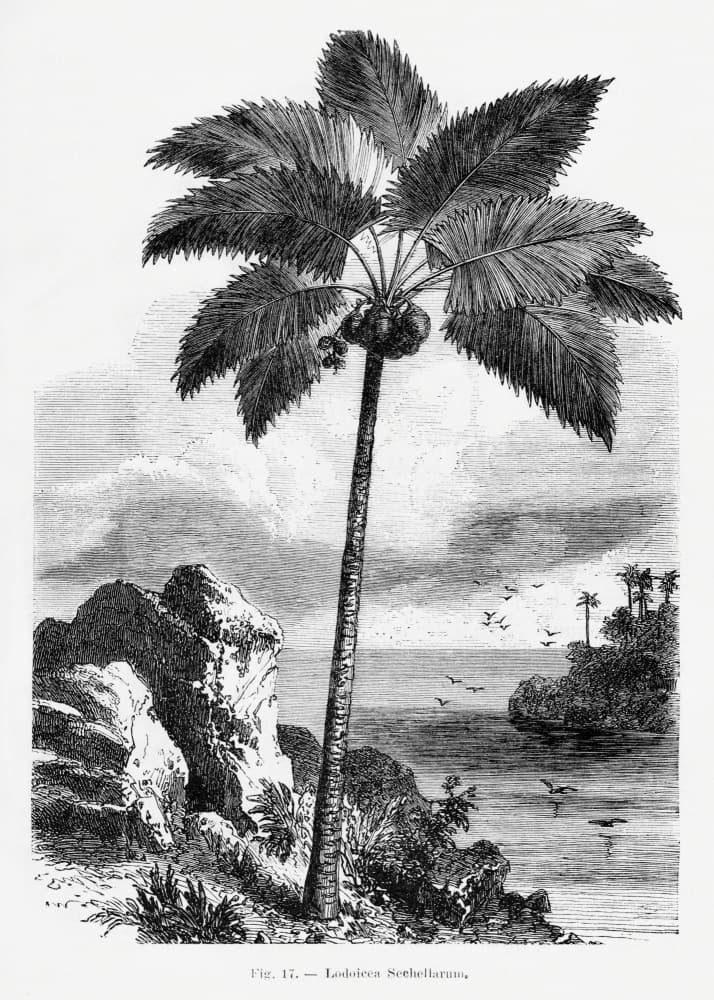 Vintage Palm Tree Drawing I by Les Palmiers Histoire Iconographique — canvas wall art