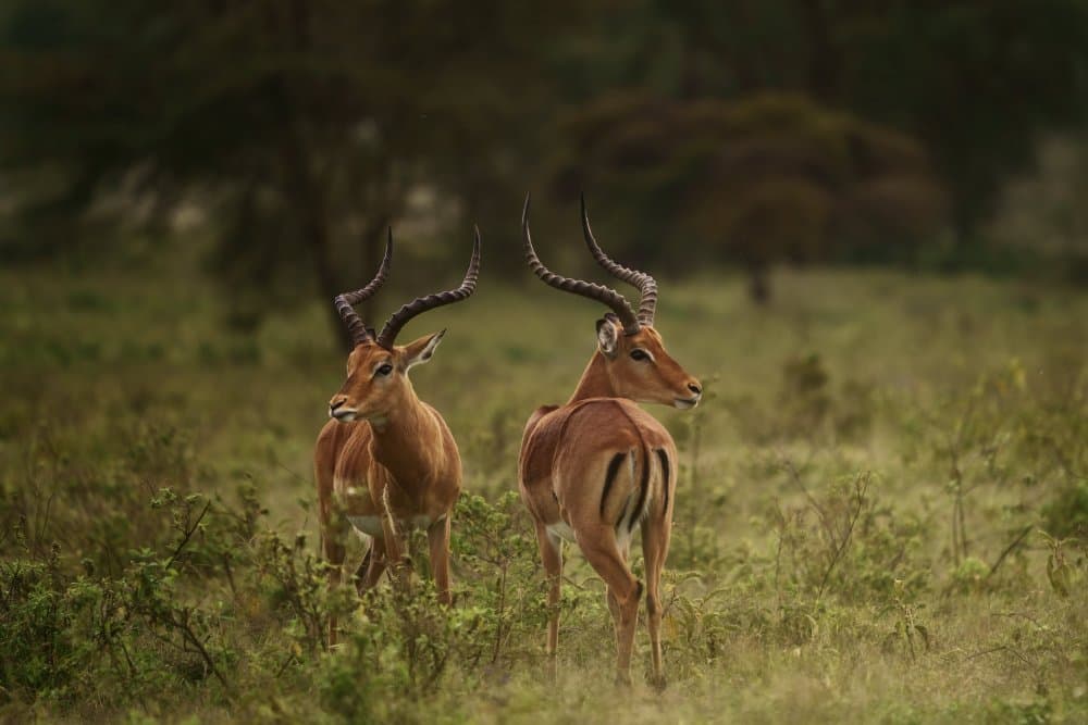 Alert Impala Pair by joanaduenas — canvas wall art