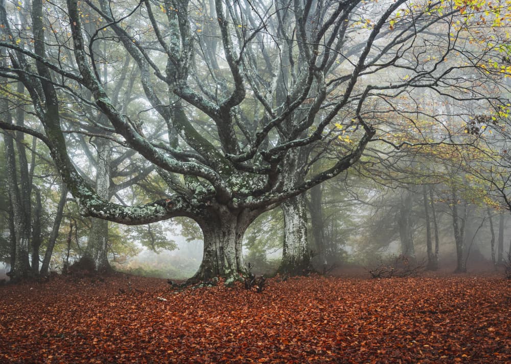 Misty Autumn Forest by Sergio Barboni — canvas wall art