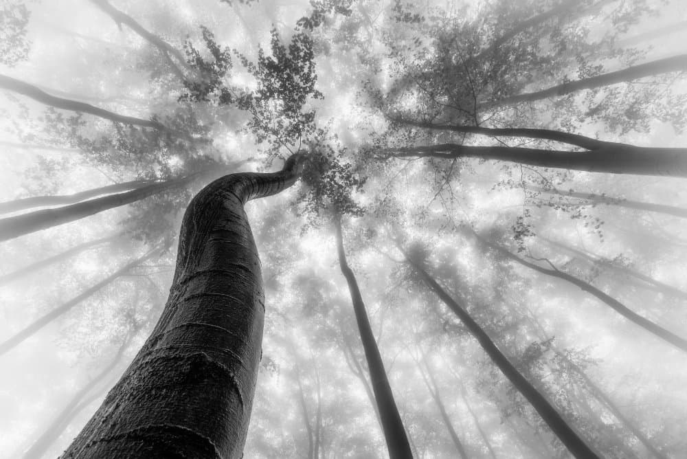 Reaching Forest Trees by Tom Pavlasek — canvas wall art