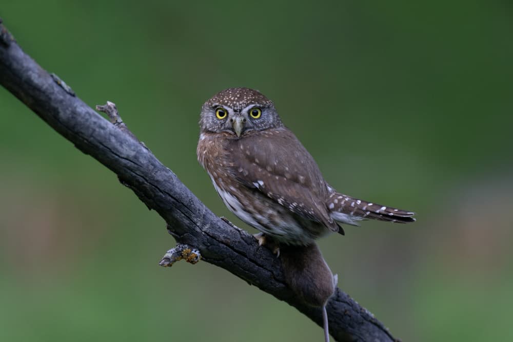 Pygmy Owl Hunter by Max Wang — canvas wall art
