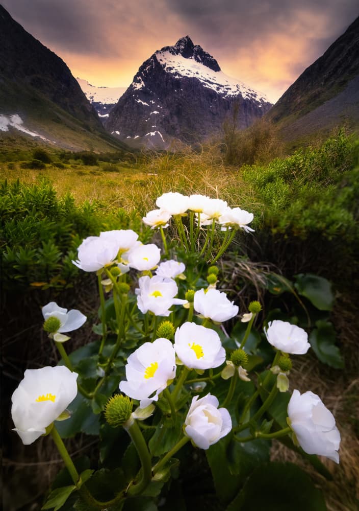 White Flowers in the Sunset by Li Ying — canvas wall art