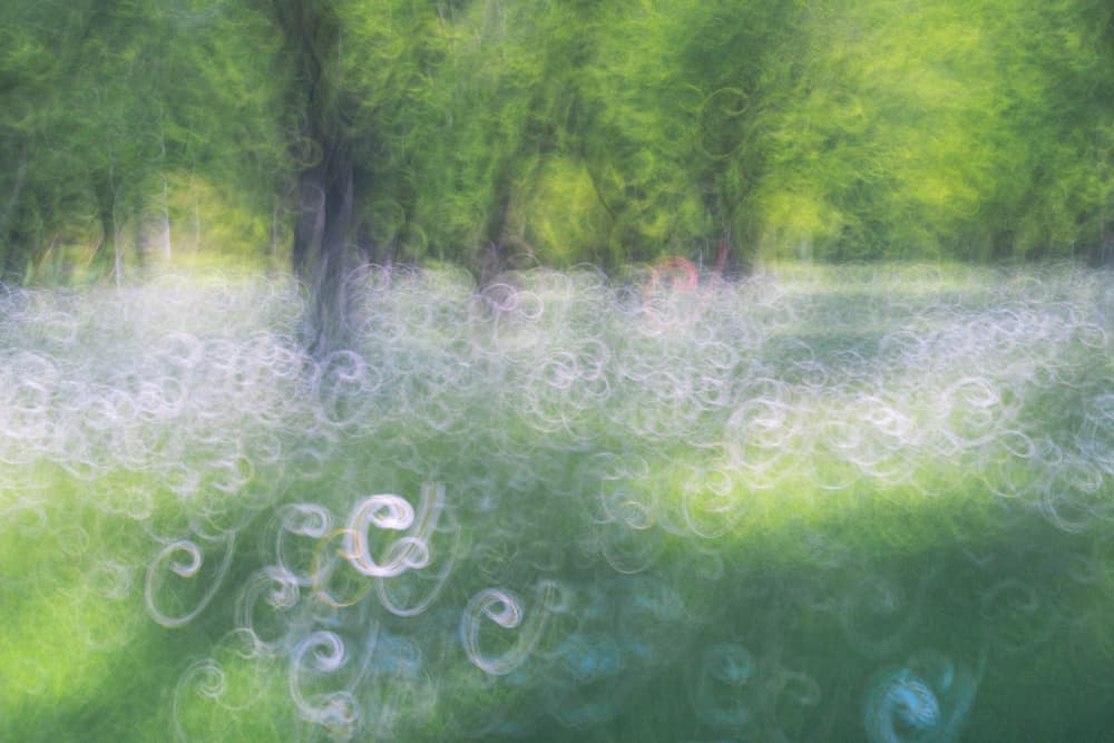 Magical Forest Bokeh by Masaki Sugita — canvas wall art